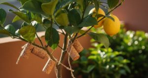 Normal 2026 01 26T073621.818 560x294 1