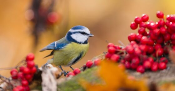 Voici à quoi ressemble la journée d’une mésange. Un planning guidé par l’instinct de survie. 25 Normal 2026 01 26T110144.884 560x294 1