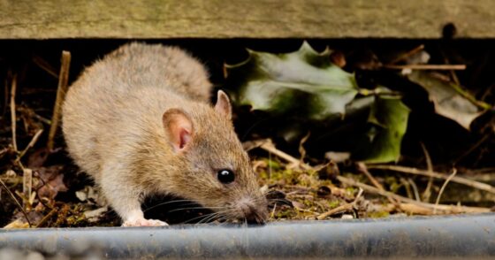 Normal 2026 01 27T065055.191 560x294 1