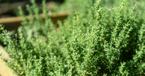 Jardinage : Pourquoi planter ces 7 aromatiques dès maintenant est votre meilleure décision de 2026 20 Normal 2026 01 28T091146.359 560x294 1