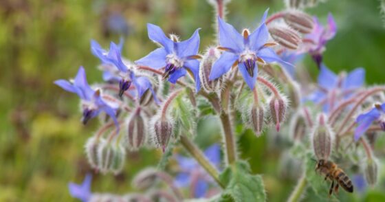 Elles poussent à toute allure et attirent les abeilles en quantité : des plantes idéales ! 21 Normal 2026 01 28T162729.458 560x294 1