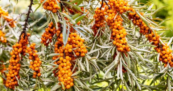 Ce fruitier oublié et très productif résiste à la sécheresse et au froid 11 Normal 2026 01 29T075710.084 560x294 1