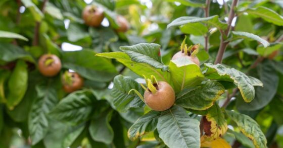 Normal 2026 02 02T114812.135 560x294 1