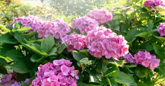 6 plantes à tailler absolument avant le retour des beaux jours 10 Normal 2026 02 03T152654.567 560x294 1