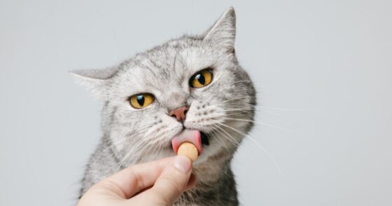 L’astuce pour donner un comprimé à son chat en toute simplicité 12 Normal 2026 02 06T075457.529 560x294 1