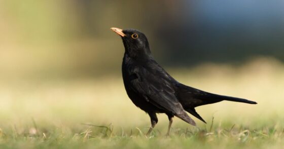 Voici ce que signifie la présence d’un merle dans votre jardin 23 Normal 2026 02 09T074706.908 560x294 1