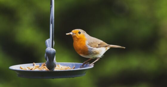 À partir de cette date, surtout, ne nourrissez plus les oiseaux de votre jardin 7 Normal 2026 02 09T163611.519 560x294 1