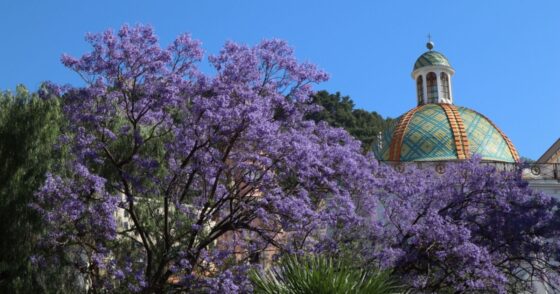 Cet arbre à la croissance record va-t-il détrôner le bambou dans vos jardins ? 12 Normal 2026 02 10T074034.920 560x294 1