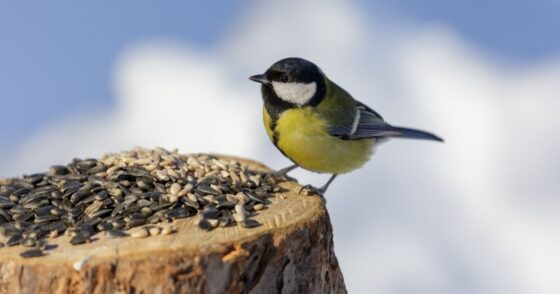 En février, cet ingrédient va attirer de nombreux oiseaux dans votre jardin 20 Normal 2026 02 10T082738.141 560x294 1