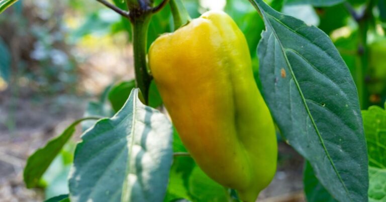 Semis : 5 étapes indispensables pour réussir vos aubergines et poivrons cet hiver 17 Normal 2026 02 10T092943.247 768x403 1