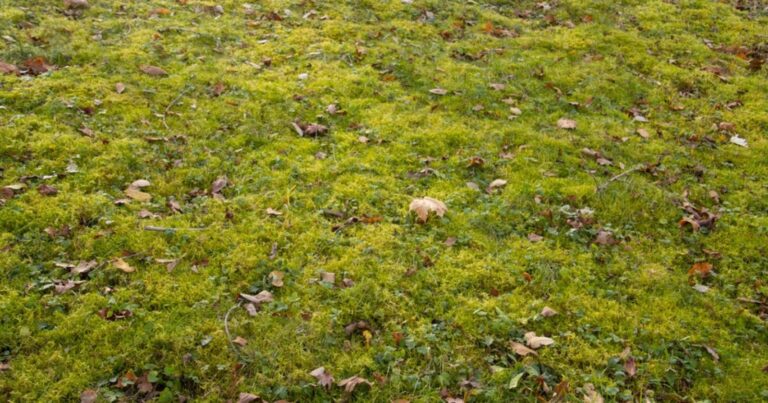 Pelouse : 4 astuces naturelles pour éradiquer la mousse sans empoisonner votre jardin 18 Normal 2026 02 11T102107.911 768x403 1