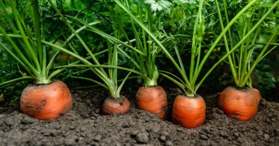 Carottes : la règle du « demi-centimètre » qui va sauver vos semis de février 21 Normal 2026 02 12T083718.040 560x294 1