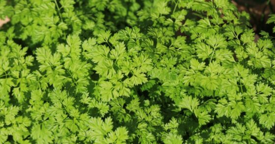Le cerfeuil : une plante « magique » à planter en février dans votre potager 2 Normal 2026 02 23T111627.176 560x294 1