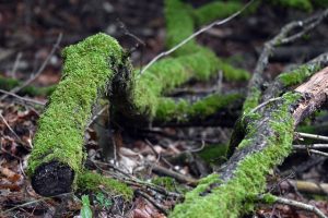 artellliii72 moss g68187bc79 640