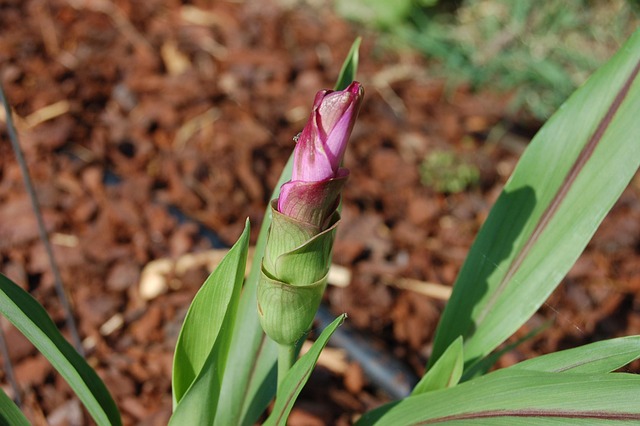 Planter du curcuma chez soi : les bons gestes 8 barbara808 turmeric flower g5f876a083 640