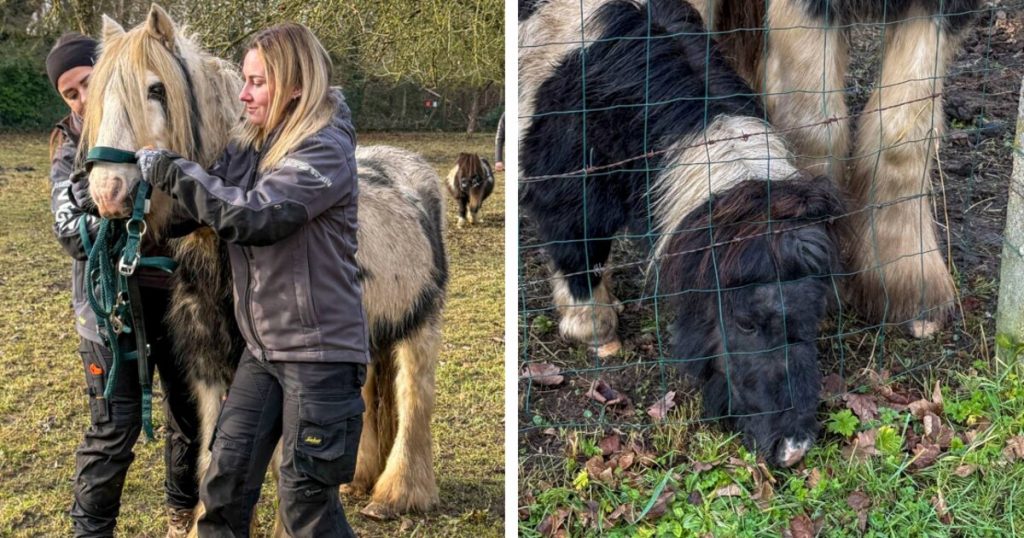 Trois poneys saisis “chez une propriétaire récidiviste” en région liégeoise : 13 poneys avaient déjà été confisqués sur une prairie louée par celle-ci 6 image 42