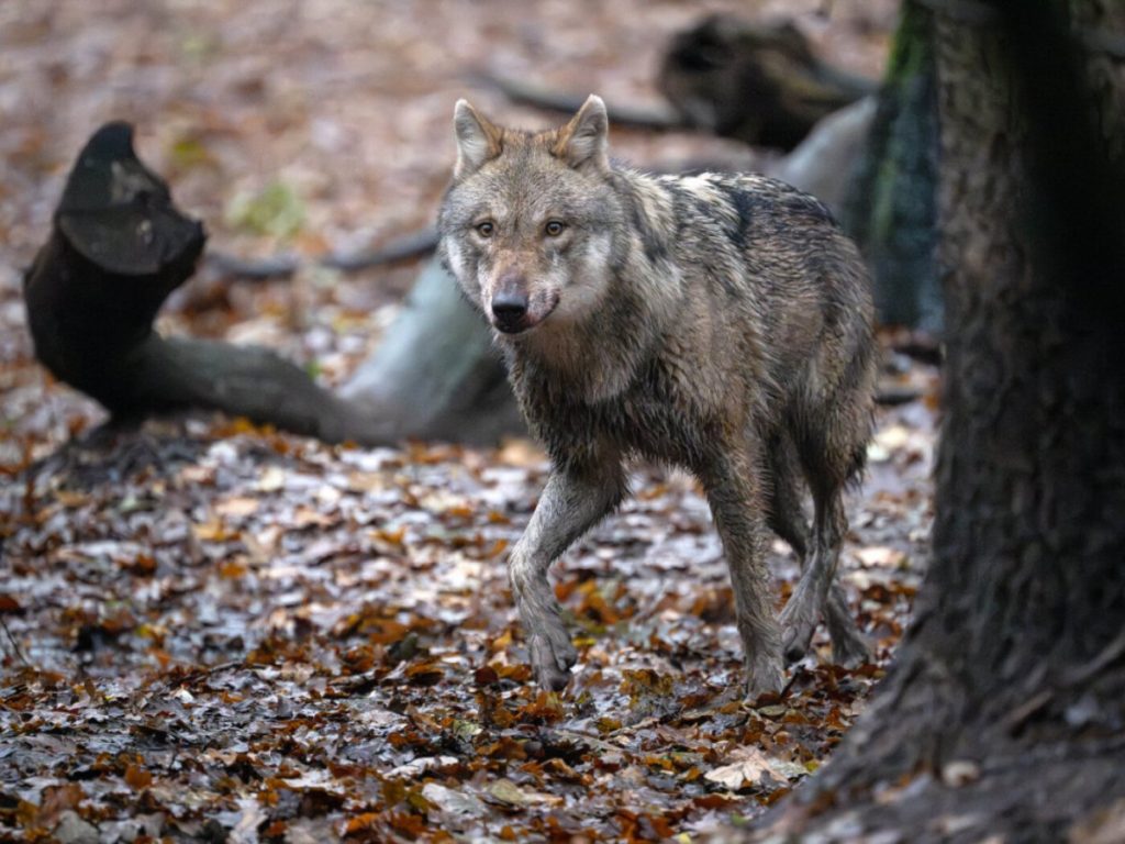 Un loup migrateur traverse le lac des Quatre-Cantons à la nage 7 image 58