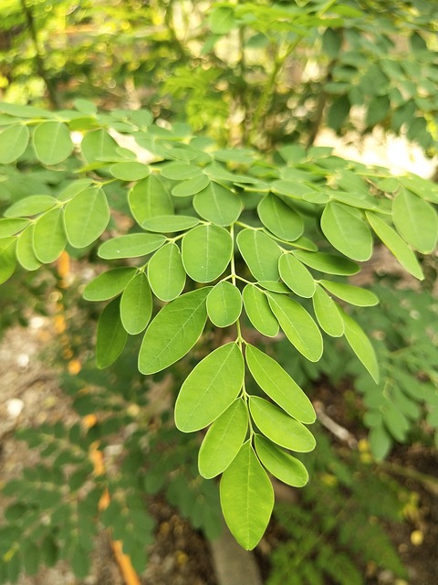 Le moringa, l’arbre aux mille vertus santé 4 iskandar63 moringa oleifera g7b00b23ed 640