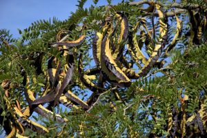 niloblu carob gd31ceb23c 640