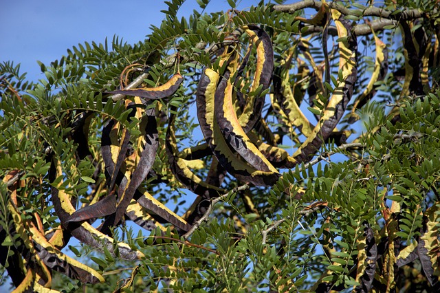 Graine de caroube, bienfaits et vertus minceur 1 niloblu carob gd31ceb23c 640