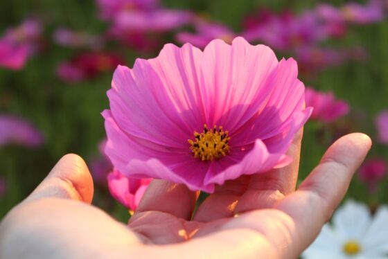 Semer ces fleurs dès maintenant attirera les oiseaux en nombre dans votre jardin 24 shutterstock 2711415489 560x374 1
