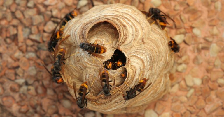 Nids de frelon asiatiques : les 3 zones de votre jardin à inspecter dès maintenant 11 Normal 2026 01 28T074535.209 768x403 1