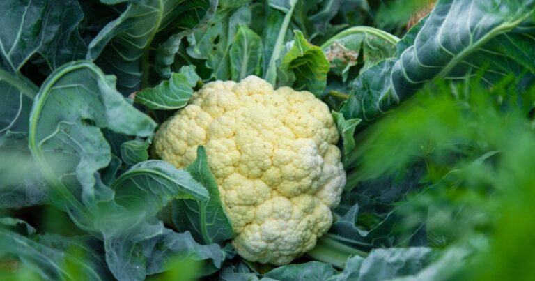 Ces légumes à planter au potager au mois de mars 20 Normal 2026 02 23T121940.476 768x403 1