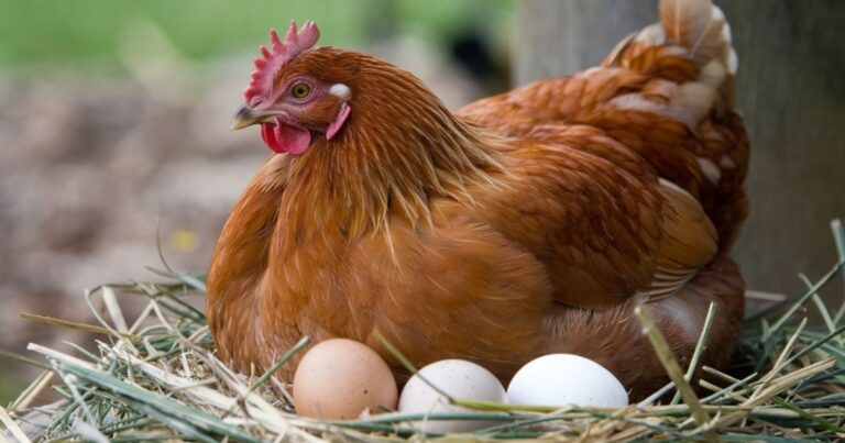 Boostez la ponte de vos poules avec ces astuces aussi simples qu’efficaces 9 Normal 2026 02 24T080153.007 768x403 1