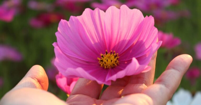 Ces 5 magnifiques fleurs poussent très vite et vont colorer votre jardin en un rien de temps 4 Normal 2026 02 26T071422.599 768x403 1