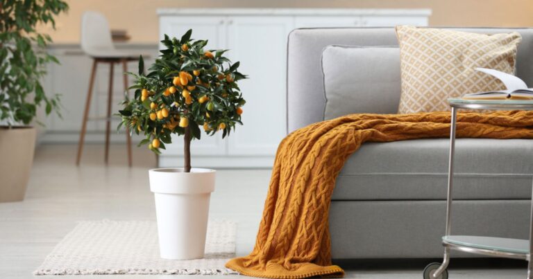 9 arbres fruitiers à cultiver dans son salon pour récolter toute l’année 17 Normal 2026 03 02T071400.205 768x403 1