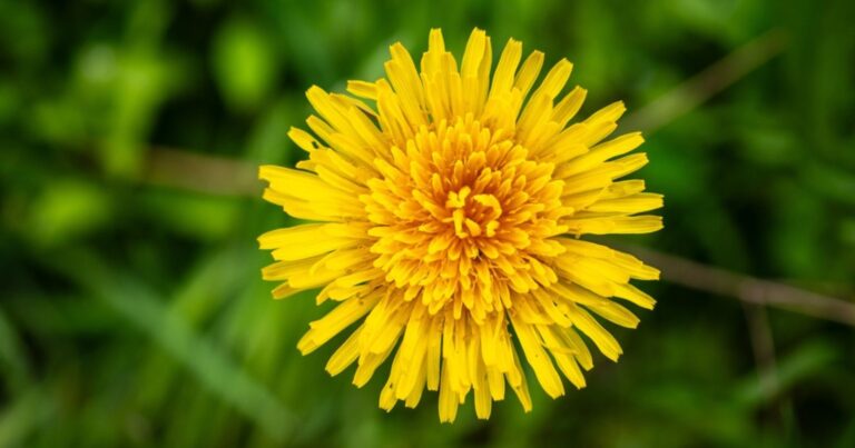 Pissenlit : ne les arrachez pas, votre jardin en a grand besoin 19 Normal 2026 03 02T073454.118 768x403 1