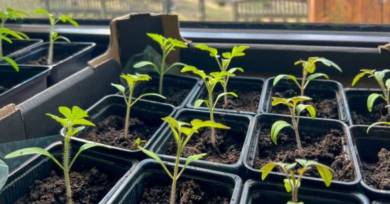 Jardinage : l’étape cruciale de l’endurcissement des semis pour sauver vos récoltes de demain 18 Normal 2026 03 02T080808.018 768x403 1