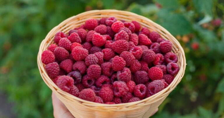 Framboisiers : le secret pour transformer votre jardin en mine d’or fruitée durant dix ans 7 Normal 2026 03 02T095048.096 768x403 1