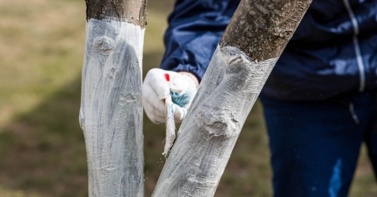 Pourquoi peindre ses arbres en blanc ? Le secret antique qui sauvera vos récoltes ce printemps. 10 Normal 2026 03 02T115012.449 768x403 1