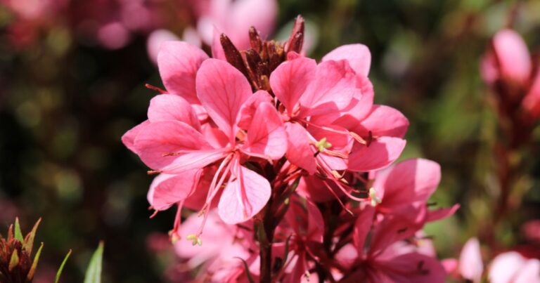 Ces plantes n’ont pas besoin d’arrosage et subliment n’importe quel jardin au printemps 2 Normal 2026 03 03T093425.092 768x403 1