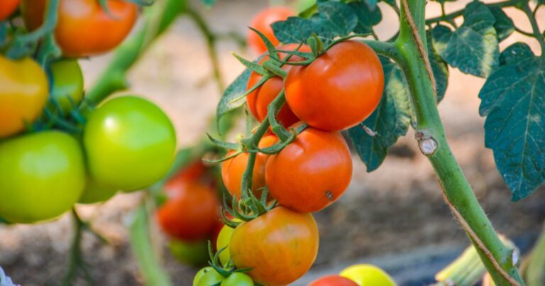 Normal 2026 03 03T095352.240 768x403 1