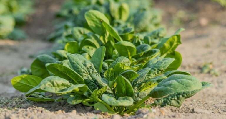 Normal 2026 03 04T075432.253 768x403 1