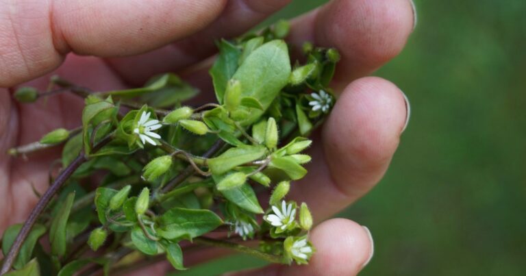 L’apparition de cette mauvaise herbe dans votre jardin est une très bonne nouvelle 13 Normal 2026 03 04T111652.223 768x403 1