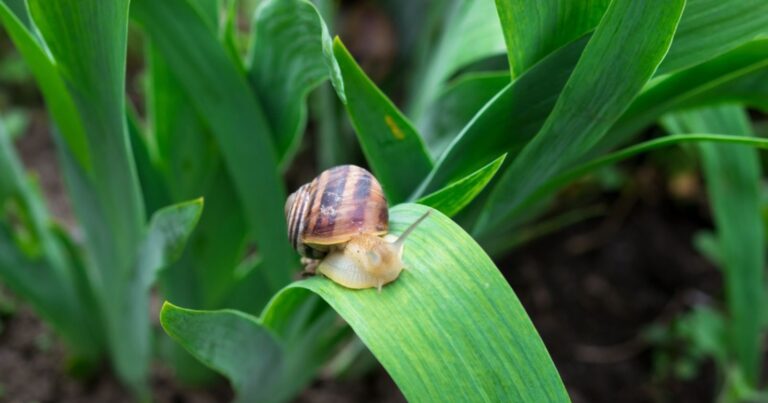 Iris envahis par les limaces et les escargots : pas de panique ! 9 Normal 2026 03 09T094648.828 768x403 1