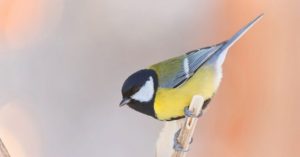 Normal 2026 03 09T105954.163 768x403 1