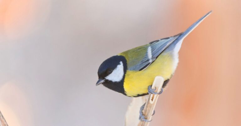Frelon asiatique : comment attirer la mésange pour protéger votre jardin 2 Normal 2026 03 09T105954.163 768x403 1
