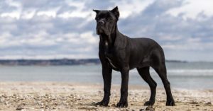 Normal 2026 03 18T075637.960 768x403 1