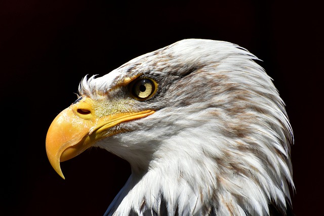 alexas fotos eagle g25fcd0427 640