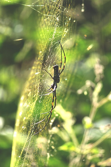 ambadysasi kerala gec07de12f 640