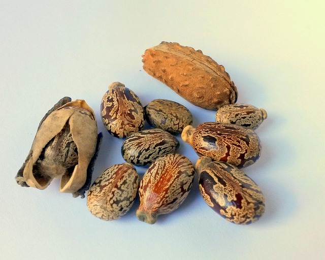gokalpiscan castor oil seed ge838f7df7 640