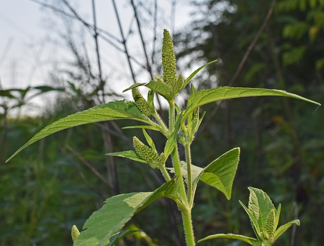 leoleobobeo amaranth g25894dcec 640