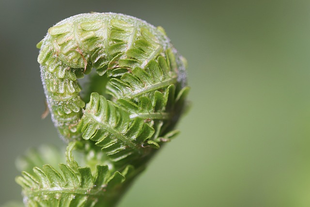 nennieinszweidrei fern gd5f93b035 640