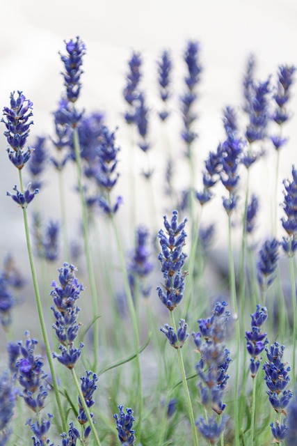 sasenocka lavender g12b9f96fe 640