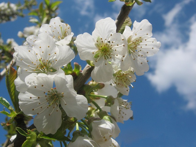 steinchen cherry blossom g069f87245 640