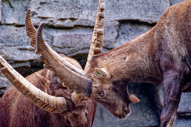 4379051 ibex g84fb9c2a2 640